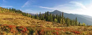 Downy: Autumnal mountain landscape with dwarf shrubs, downy