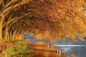 Plane: Autumnal plane tree avenue at Lake Baldeney with