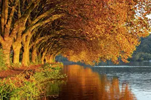 Plane: Autumnal plane tree avenue at Lake Baldeney, Lake