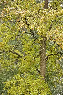 Petraea: Autumnal Sessile Oak - in a snow storm