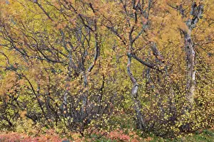 Primarily: Autumnal tundra woodland of primarily birch and willow