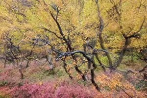 Primarily: Autumnal tundra woodland of primarily birch and willow