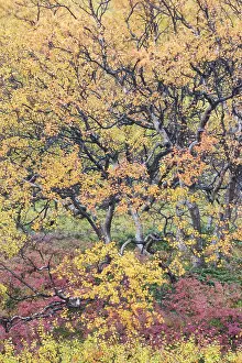 Primarily: Autumnal tundra woodland of primarily birch and willow