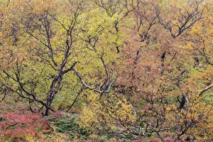 Primarily: Autumnal tundra woodland of primarily birch and willow