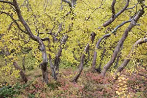 Primarily: Autumnal tundra woodland of primarily birch and willow