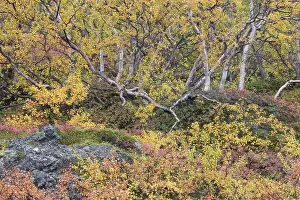 Primarily: Autumnal tundra woodland of primarily birch and willow