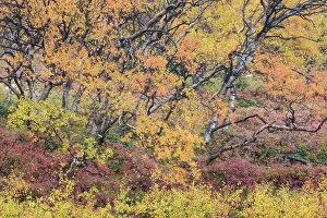 Primarily: Autumnal tundra woodland of primarily birch and willow