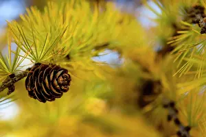 Larix: Autumnal yellow larch (Larix) branch with larch