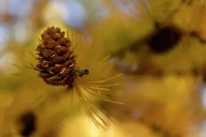 Larix: Autumnal yellow larch (Larix) branch with larch