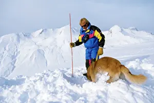 Rescues: Avalanche Rescue Dog - with man, digging
