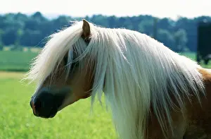 Hans D Dossenbach: Avelignese HORSE