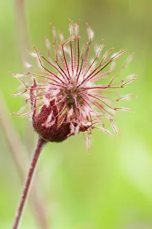 Avens: Avens