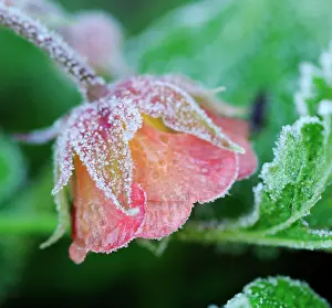 Avens: Avens