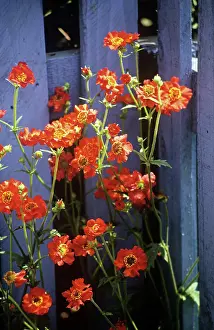 Avens: Avens