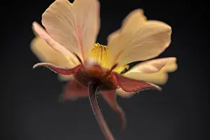 Peach: Avens, Geum Tangerine dream, viewed from underneath showin