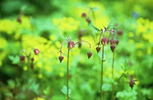 Avens: Avens