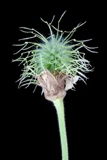 Avens: Avens