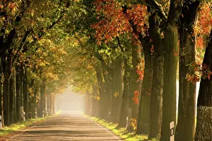 Lined: Avenue in autumn, avenue in fall 19