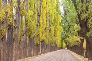 Flanked: Avenue in Autumn - a country roads flanked by colourful