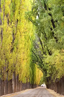 Flanked: Avenue in Autumn - a family walks on a country