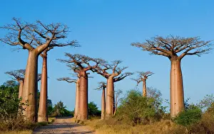 Lanes: Avenue of baobabs (Adansonia grandidieri). Gener