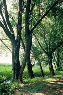 Footpaths: Avenue of BLACK POPLARS