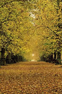 Avenues: Avenue Common LIME - Autumn