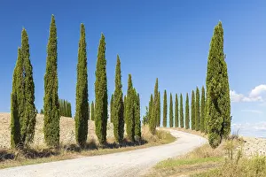 Roads: Avenue with cypress trees (Cupressus sempervirens)
