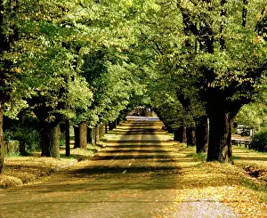 Elms: Avenue of elms, Cobden Street, Bright, Victoria, Australia