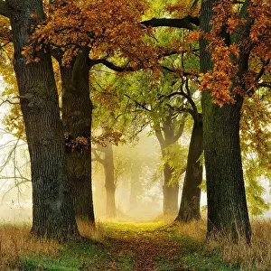 Ashes: Avenue of Oaks (Quercus) and ashes (Fraxinus) in