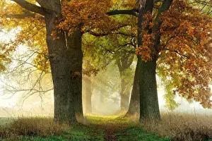 Ashes: Avenue of Oaks (Quercus) and ashes (Fraxinus) in