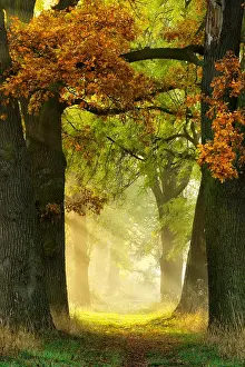 Ashes: Avenue of Oaks (Quercus) and ashes (Fraxinus) in
