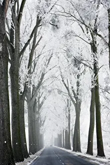 Avenues: Avenue of Poplar Trees along road - with mistletoe
