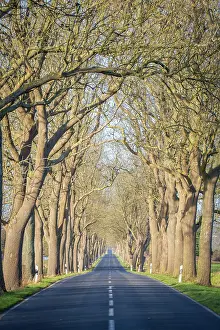 Avenue: Avenue, street with trees, Rugen, Mecklenburg-Western