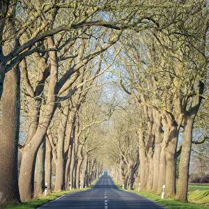 Avenue: Avenue, street with trees, Rugen, Mecklenburg-Western