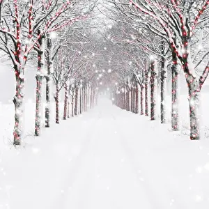 Ake Lindau: Avenue of Trees