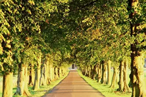 Cotswolds: Avenue of trees, Gloucestershire, England, UK