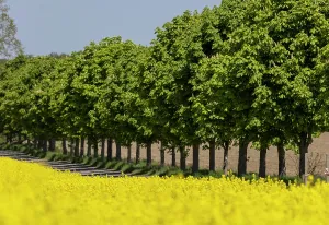 Lined: Avenue trees behind a rape field, Lachow, Germany