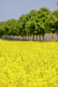 Lined: Avenue trees behind a rape field, Lachow, Germany