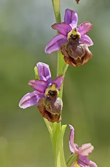 Aveyron: Aveyron Bee Orchid endemic to the Cernon Valley, France
