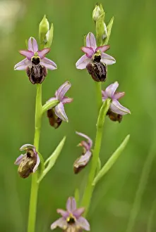 Aveyron: Aveyron Bee Orchid endemic to the Cernon Valley, France