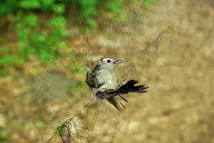Study: Avian Field Research