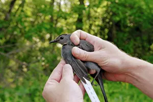 Study: Avian Field Research