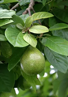 Persea: Avocado