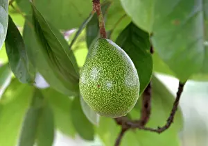 Persea: Avocado