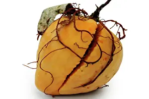 Persea: Avocado