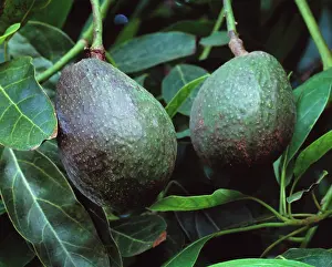 Persea: Avocado
