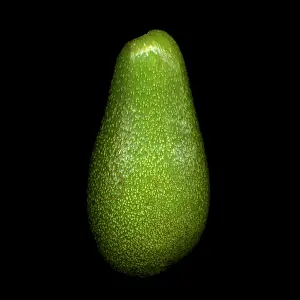 Persea: Avocado