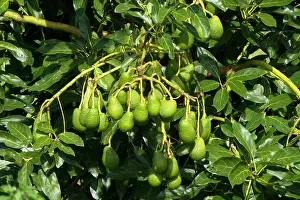 Persea: Avocado Fruit - bunches of ripening Avocados hang on a tree