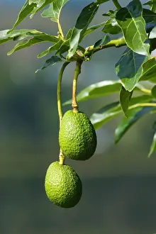Persea: Avocado Fruit - two ripening Avocados hang on a tree